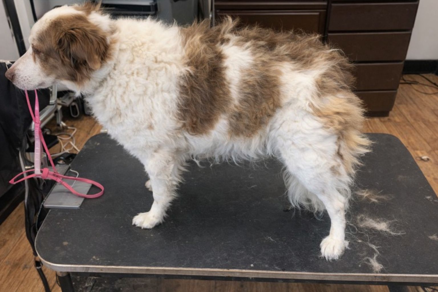 En långhårig hund med tovig päls står på ett trimvårdsbord.