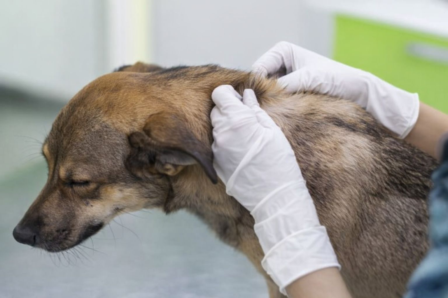 En veterinär undersöker pälsen och huden på en hund med vita handskar.