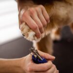 En hunds tass hålls medan en kloklippare förs mot klorna