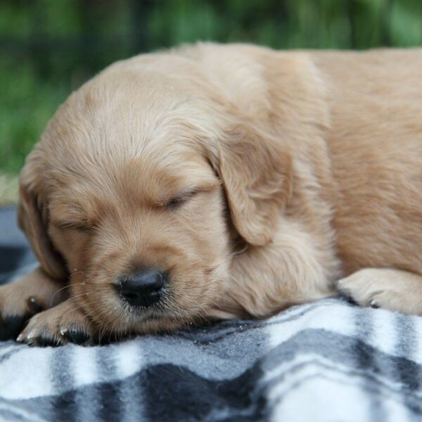 Ljus golden retriever-valp sover lugnt på en filt utomhus