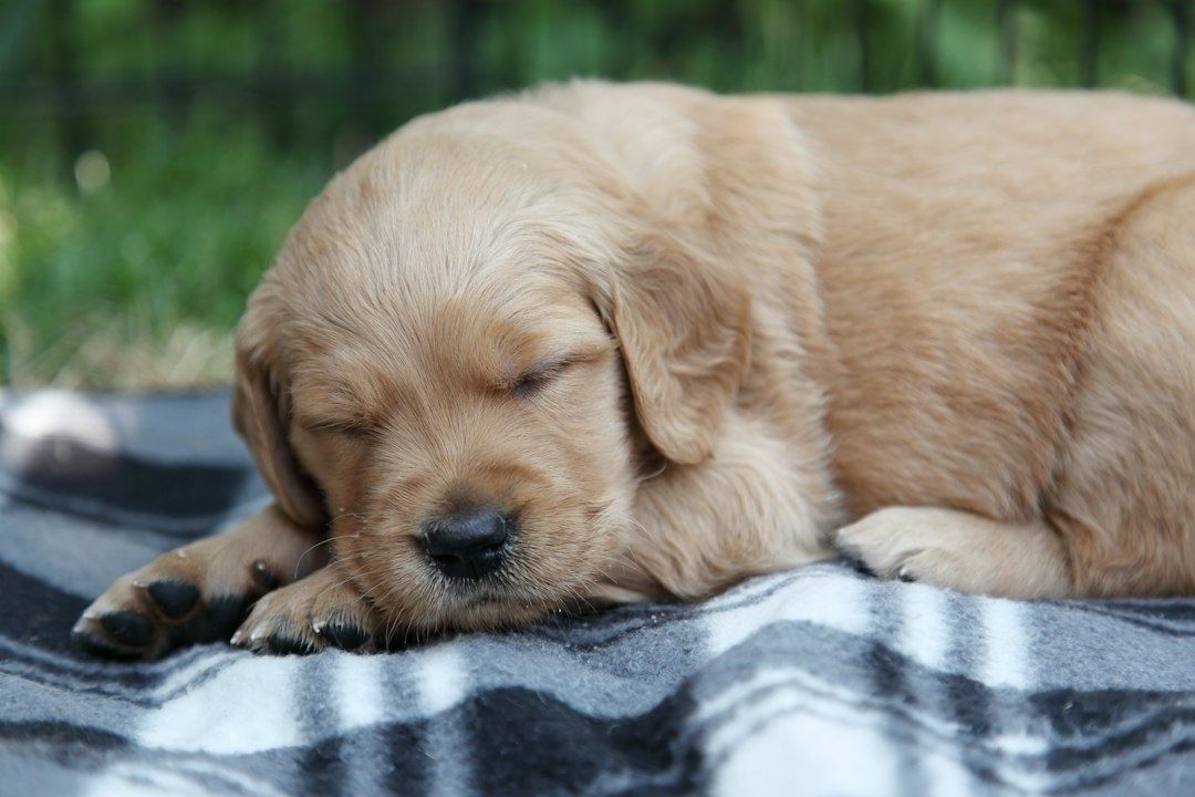 Ljus golden retriever-valp sover lugnt på en filt utomhus