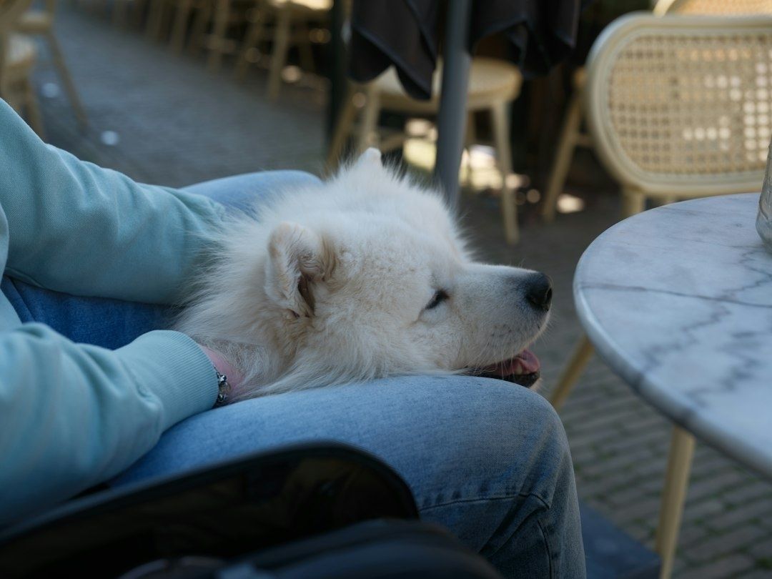 Vit hund vilar lugnt med huvudet i en persons knä på ett kafé