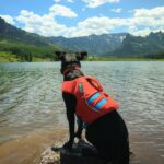 Svart hund i röd flytväst står i en fjällsjö